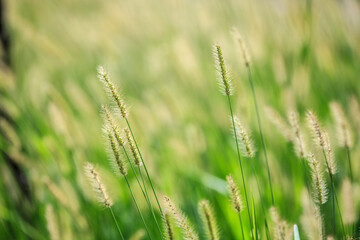 Fototapeta na wymiar green reed in meadow - beautiful nature in autumn