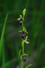 Ophrys insectifera. Calcareous, dry to wet soil in full sunlight to light shade from sea level to 1700 m altitude. Typical habitats include fens, grassland, open woods and wooded meadows.