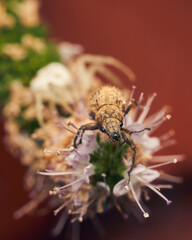 A weevil in danger, on some flowers.