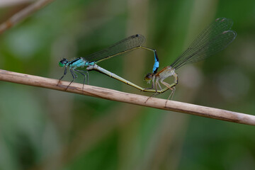 Blue-tailed damselfly or Common bluetail (Ischnura elegans) - Mating