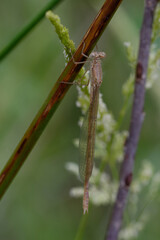 Common winter damselfly (Sympecma fusca)