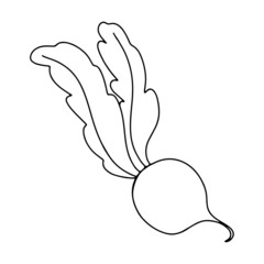 Contour ink doodle beetroot radish vegetable. Digital art. Print for logo, menu, cafe, food, packaging, sticker