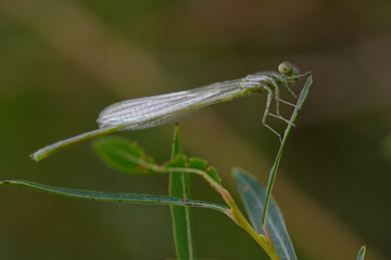 Immature Goblet-marked damselfly (Erythromma lindenii)