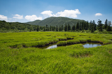 夏ニセコ神仙沼湿原