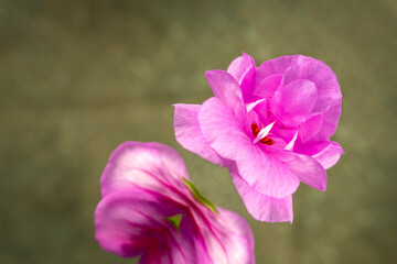 Pelargonium, geranium, mirroring on green background