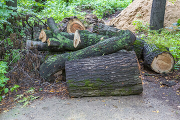 Trunks of perennial deciduous trees sawn and heaped in a city park