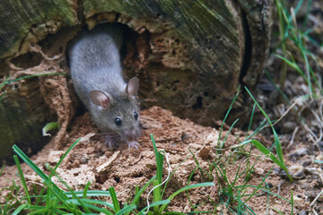 Hausmaus bei der Nahrungssuche	