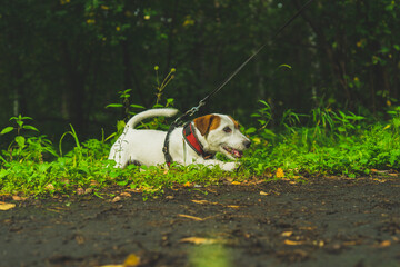 Jack russell terrier for a walk in the forest 