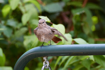 Junger Hausrotschwanz bei der Gefiederpflege	