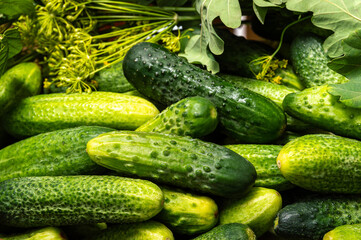 close-up of homemade cucumbers with dill and oak leaves. Cucumbers for salting.