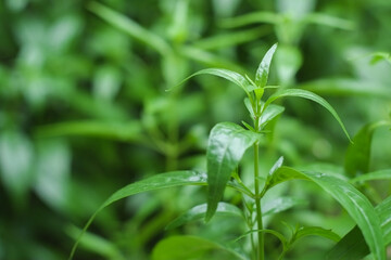 Top young green leaves of fresh andrographis paniculata or kariyat tree (fah talai jone), a Thai traditional herb and has antipyretic properties close-up.