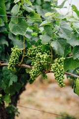 Vineyard of white wine grapes