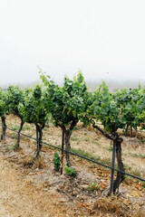 Fototapeta na wymiar Vineyards in California Wine Country
