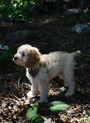 Young cockapoo doodle mix puppy standing outdoors.