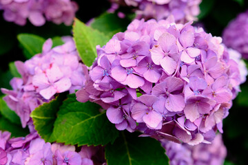 Purple Ajisai (Hydrangea) Flower Blooms in Japan on a Summer Day