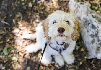 Young cockapoo doodle mix puppy sitting outdoors.