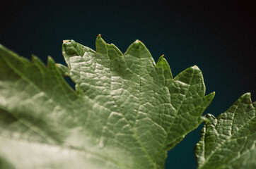 Close-up of the details of a leaf