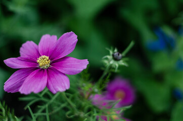 Pink daisy in a green background