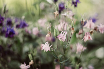 Pink bell flowers in a bokeh background