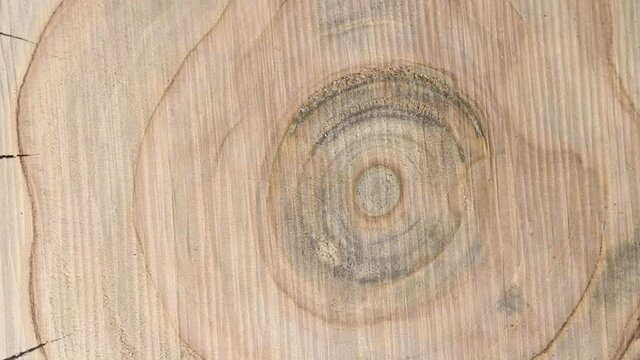 A cut of a pear or apple tree with beautiful annual rings rotates on a turntable, close-up