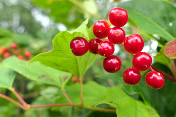Close-up of a cluster of shiny red berries growing on a bush