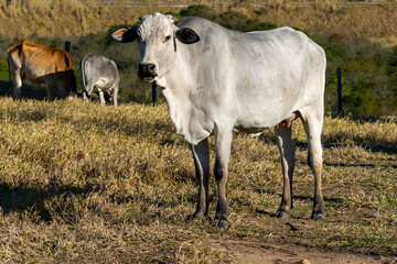 Nelore cow in the pasture.