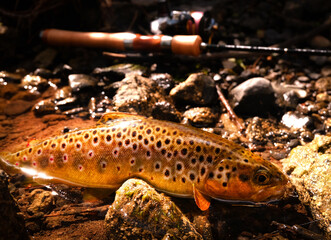 Brown trout at the shallow with fishing tackle
