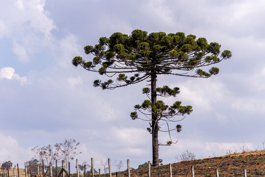 landscape with isolated araucaria in the field
