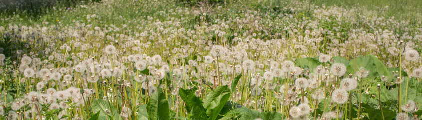 Lot of dandelion stems with white ball of seeds on green grass background