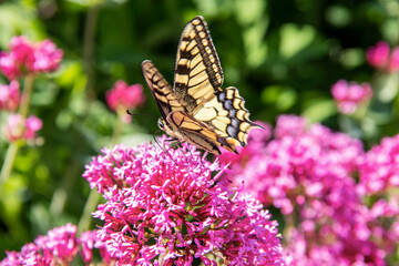 Fototapeta na wymiar Papillon machaon ou grand porte-queue posé sur une fleur de valériane rouge