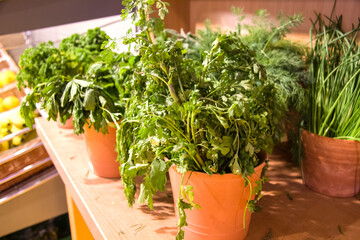 Colorful lettuce in the basket on a shelf in a clay pots