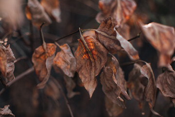 Dry brown autumn leaves on a beige blurred background. Autumn mood and details of nature.