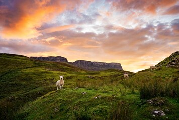 Sheep in Scotland standing and looking with stunning sunset sky
