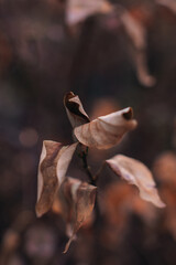 Dry autumn leaf hanging on a branch. Autumn mood concept in the details of nature