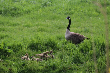 gray greylag goose in a grass field with young