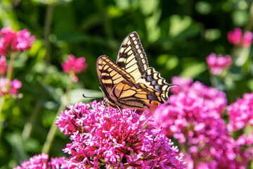 Papillon machaon ou grand porte-queue posé sur une fleur de valériane rouge