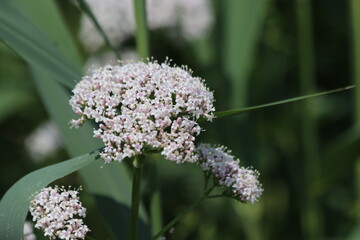 Hogweed flower by the side of the road