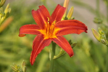 Yellow and red leaves on the flower of lily in public planter