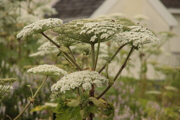 Flowers in the hogweed plant that can be dangerous for humans and animals