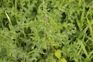 Flowers in the hogweed plant that can be dangerous for humans and animals