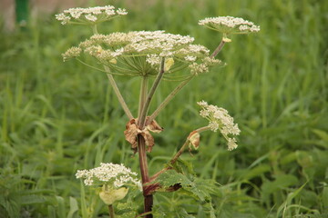 Flowers in the hogweed plant that can be dangerous for humans and animals