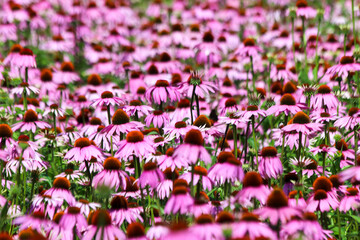 Fields of Echinacea purpurea  or eastern purple coneflower in medical garden in 