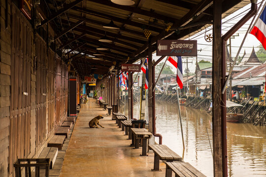 dog on a otherwise empty boardwalk at the floating market of Amphawa