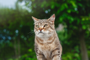 Funny gloomy brownish-white tabby cat. The cat sits in the garden on a blurred background of green trees.