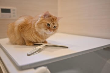 お風呂に興味がある猫（マンチカン）