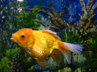 The fish are very beautiful in color swimming in the water tank aquarium, the water is very clear making the beauty of the fish's body very clearly visible