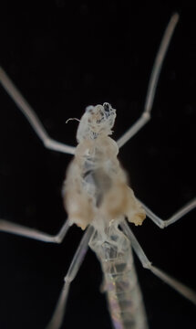 カゲロウ類の亜成虫の脱皮殻（抜け殻）をマクロ撮影