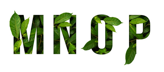 Leaf font M,N,O,P isolated on white background. Leafs font M,N,O,P made of Real alive leaves with...