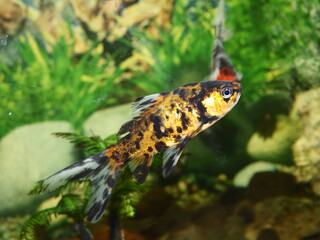Fototapeta na wymiar The fish are very beautiful in color swimming in the water tank aquarium, the water is very clear making the beauty of the fish's body very clearly visible