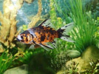 Fototapeta premium The fish are very beautiful in color swimming in the water tank aquarium, the water is very clear making the beauty of the fish's body very clearly visible